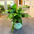 Indlæs billede i gallerivisning, Second Hand Aglaonema – Kinesisk Stedsegrøn i Flot Krukke
