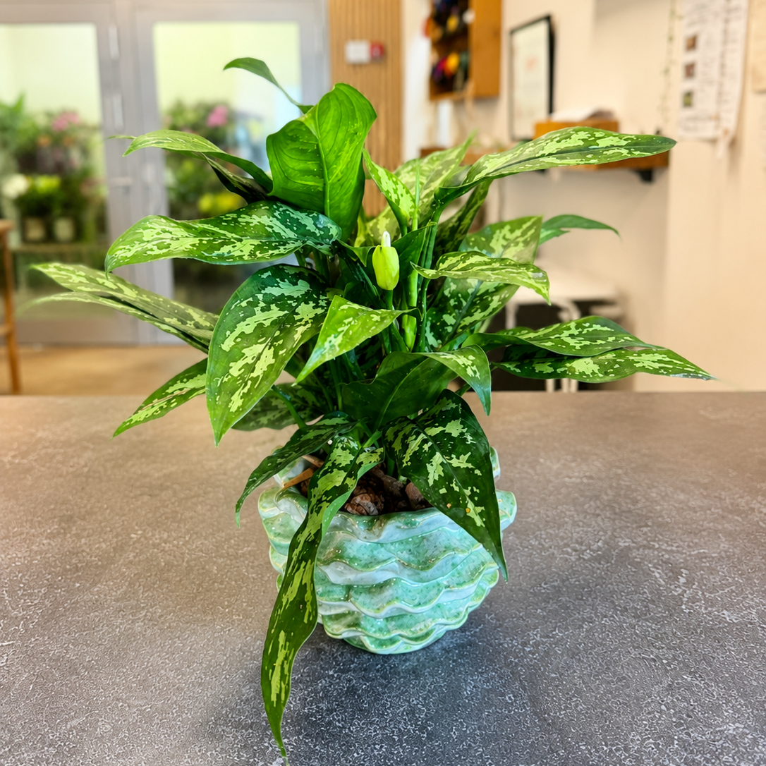 Second Hand Aglaonema – Kinesisk Stedsegrøn i Flot Krukke