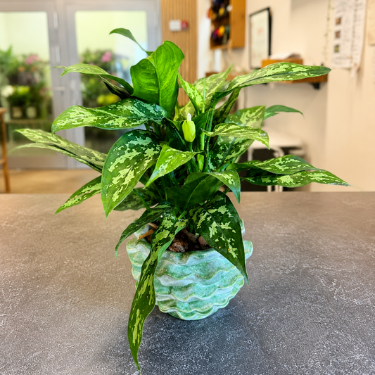 Second Hand Aglaonema – Kinesisk Stedsegrøn i Flot Krukke