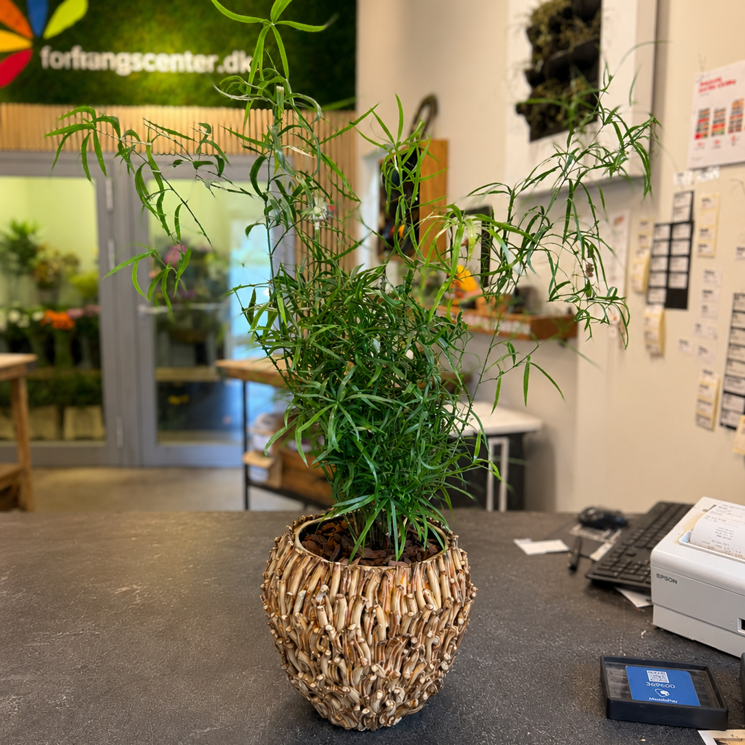 Second Hand Asparagus – Dekorativ Stueplante i Flot Krukke på 80 cm