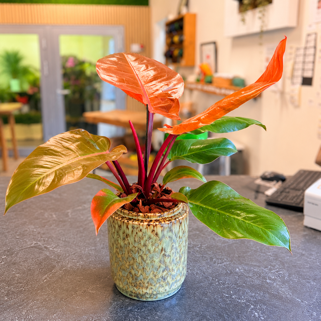 Second Hand Philodendron – Tropisk Stueplante i Flot Krukke