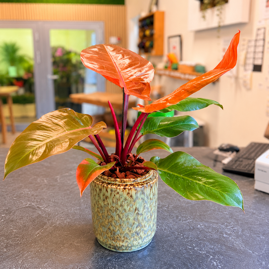 Second Hand Philodendron – Tropisk Stueplante i Flot Krukke
