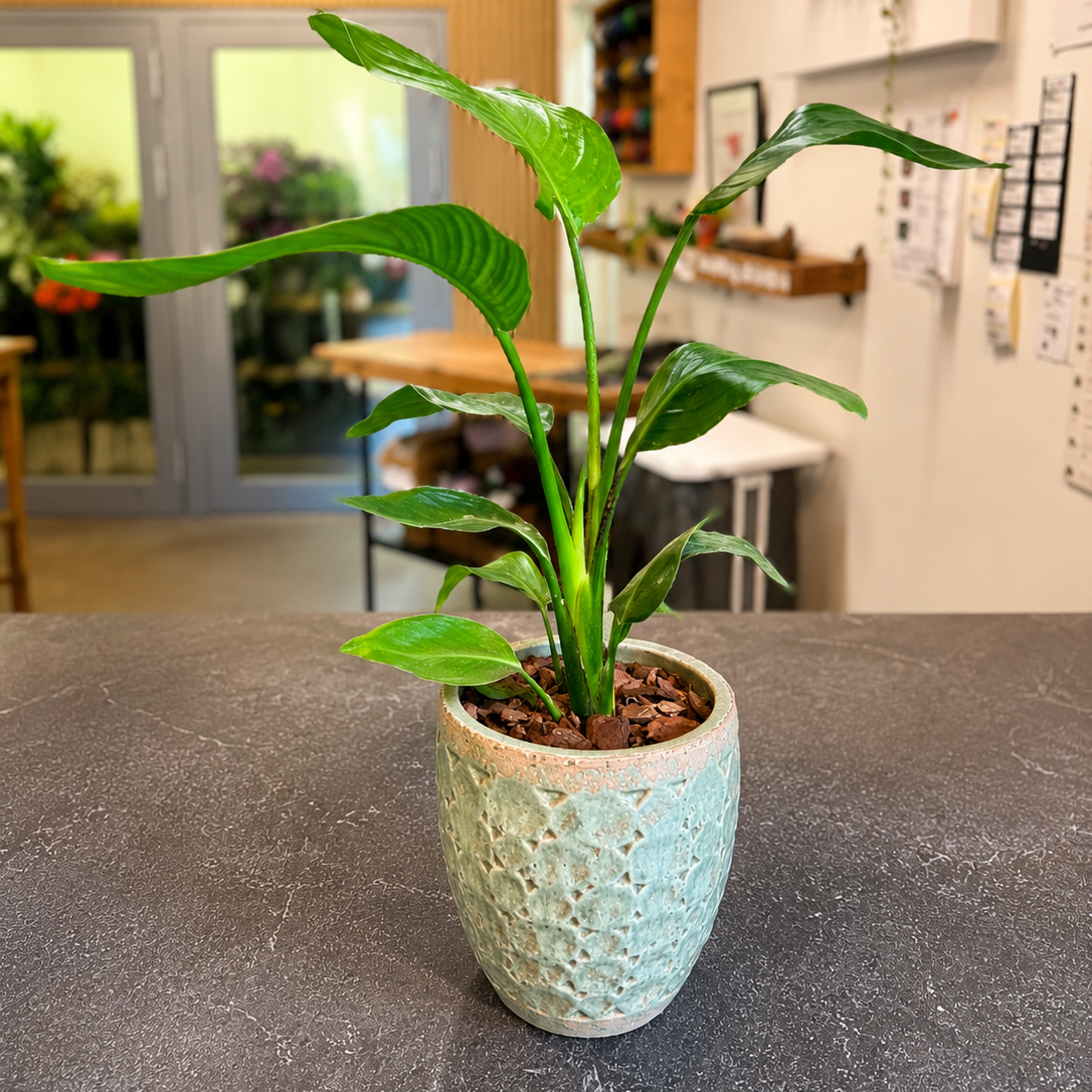 Second Hand Strelitzia – Paradisfugleblomst i Flot Krukke