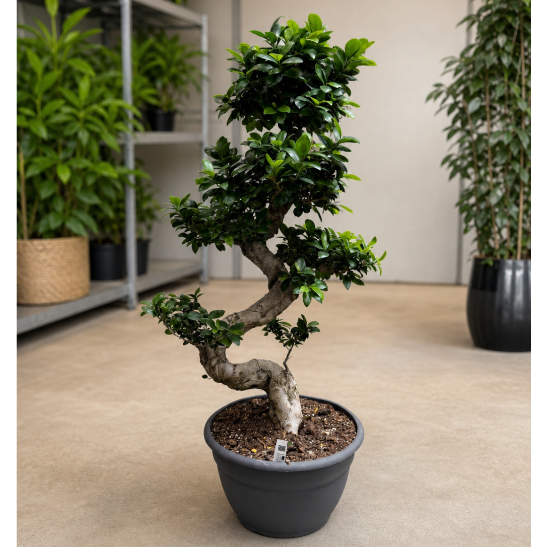 Ficus microcarpa – Ginseng Bonsai med Karakterfuld Stamme og Tæt Krone (ca. 110–120 cm)