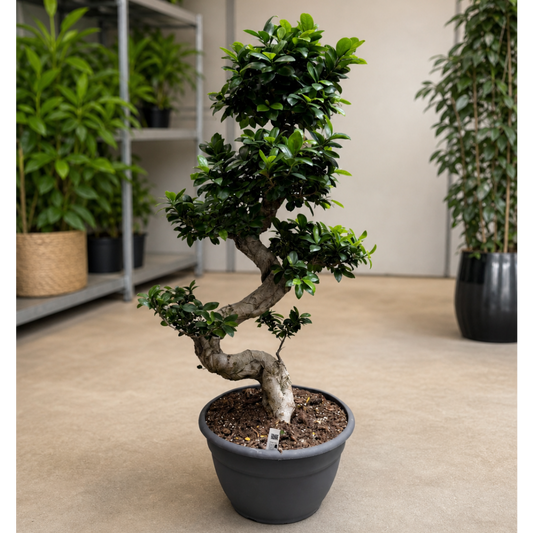 Ficus microcarpa – Ginseng Bonsai med Karakterfuld Stamme og Tæt Krone (ca. 110–120 cm)