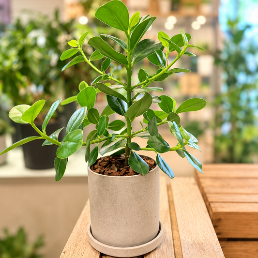 Second Hand Autograftræ – Clusia rosea ca. 50 cm | Genbrugsplante
