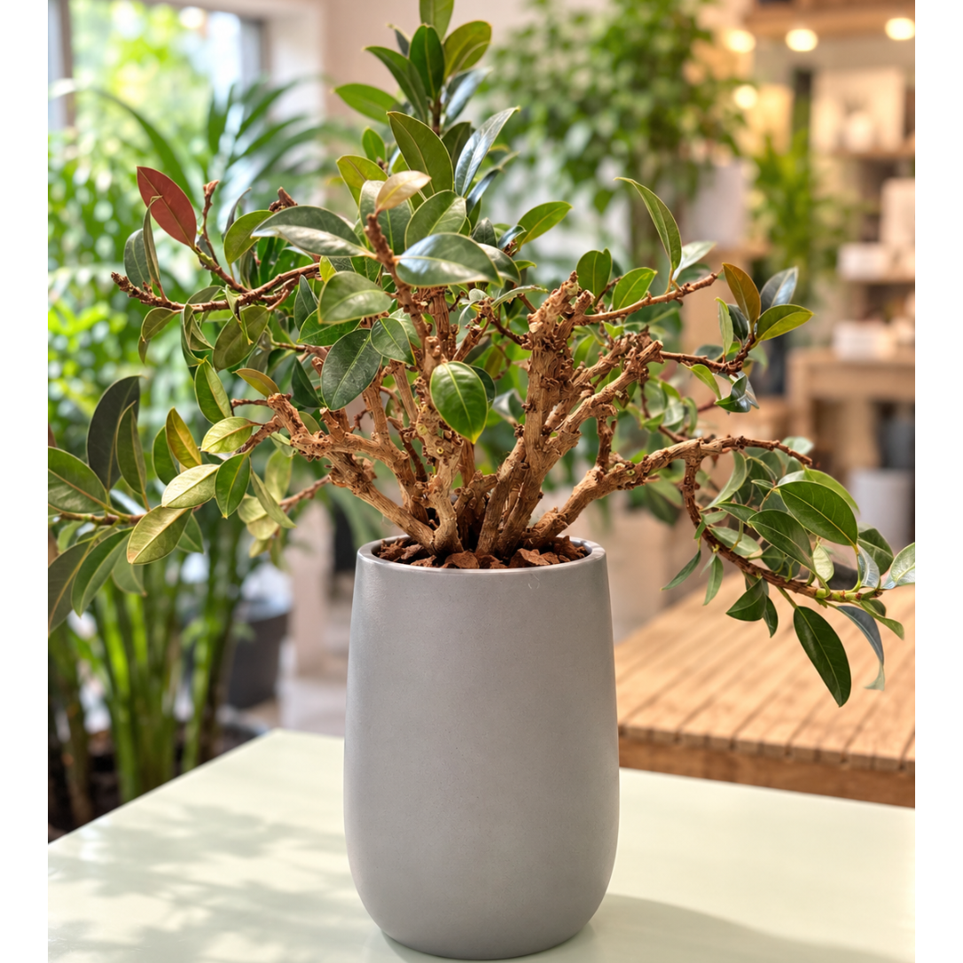 Second Hand Afrikansk Figentræ – Ficus cyathistipula ca. 60 cm | Køb i Aarhus