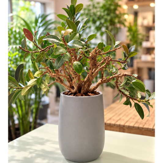 Second Hand Afrikansk Figentræ – Ficus cyathistipula ca. 60 cm | Køb i Aarhus