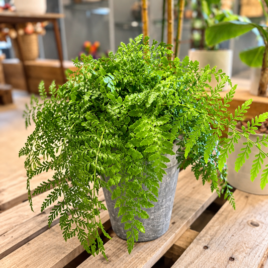 Second Hand Mosbregne – Selaginella martensii ca. 40 cm | Genbrugsplante