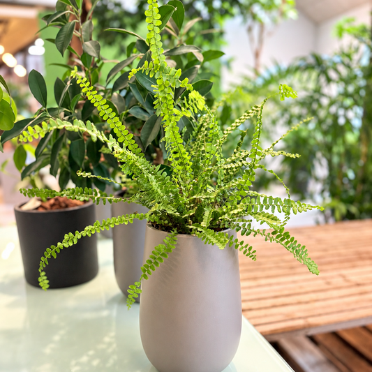 Second Hand Citronbregne – Nephrolepis cordifolia 'Duffii' ca. 45 cm | Genbrugsplante