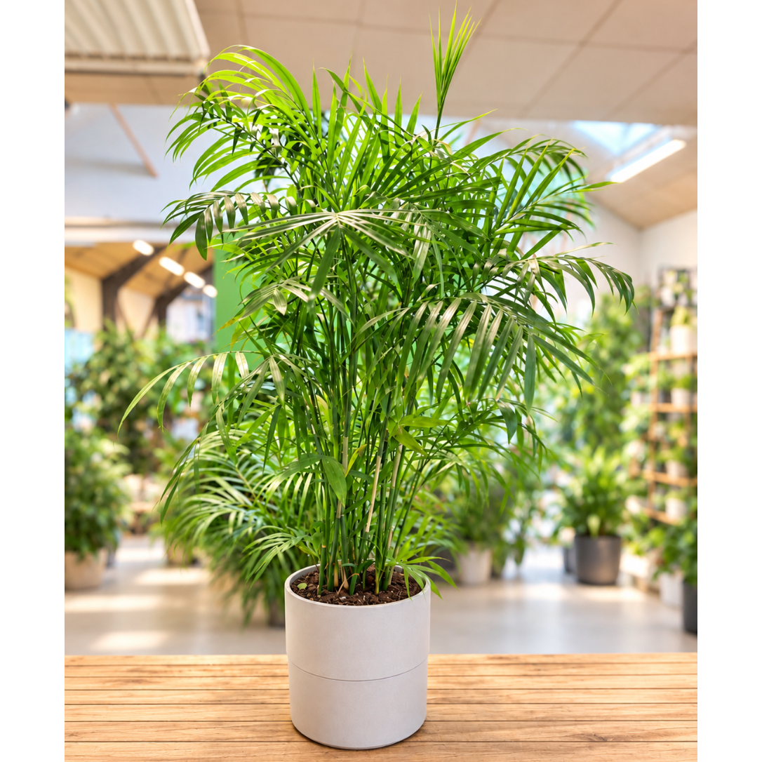Second Hand Guldpalme – Dypsis lutescens ca. 140 cm | Genbrugsplante
