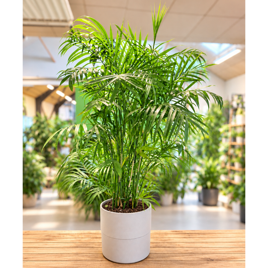 Second Hand Guldpalme – Dypsis lutescens ca. 140 cm | Genbrugsplante