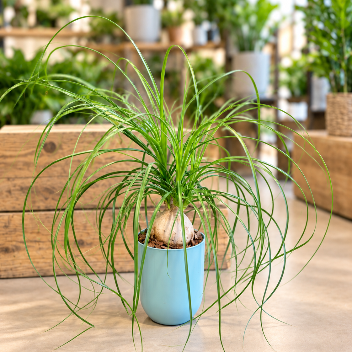 Second Hand Elefantfod – Beaucarnea recurvata | Genbrugsplante