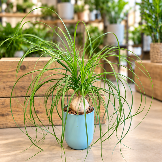 Second Hand Elefantfod – Beaucarnea recurvata | Genbrugsplante