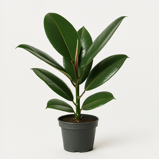 Ficus Elastica ‘Robusta’ i Ø12 potte med mørkegrønne, blanke blade – dekorativ og nem gummiplante fra DECOPLANT