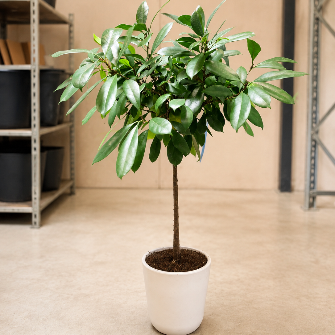 Second Hand Ficus Amstel King – Ficus binnendijkii ca. 130 cm | Genbrugsplante