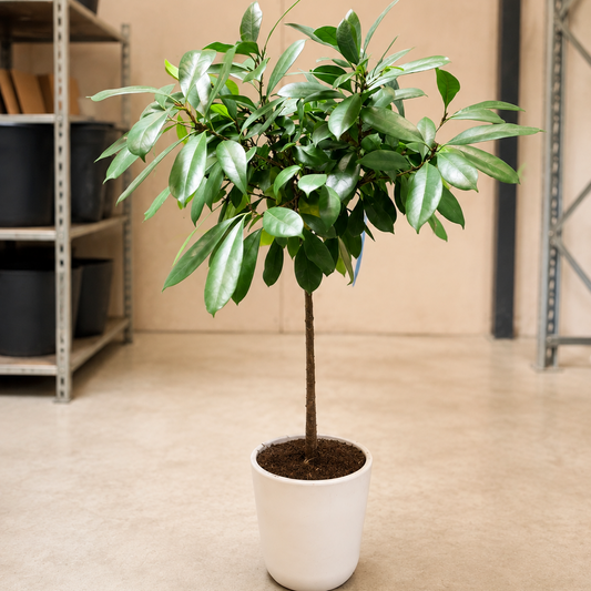 Second Hand Ficus Amstel King – Ficus binnendijkii ca. 130 cm | Genbrugsplante