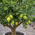 Indlæs billede i gallerivisning, Citrontræ (Citrus limon) i potte Ø65 – 225–275 cm høj
