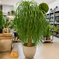 Indlæs billede i gallerivisning, Second Hand Elefantfod – Beaucarnea recurvata ca. 170 cm | Genbrugsplante
