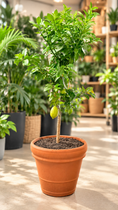 Indlæs billede i gallerivisning, Second Hand Citrontræ – Citrus limon ca. 160 cm | Genbrugsplante
