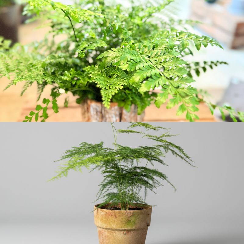 Vælg din favorit – Fjerasparges eller Kaninbregne i naturkrukke