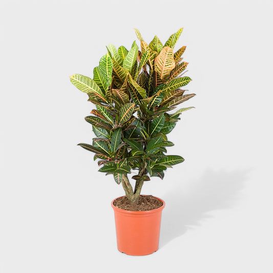 Codiaeum Croton 'Petra' i Ø24 cm potte, 75-85 cm høj, med farverige blade i grønne, røde, gule og orange nuancer, perfekt som en dekorativ gulvplante.