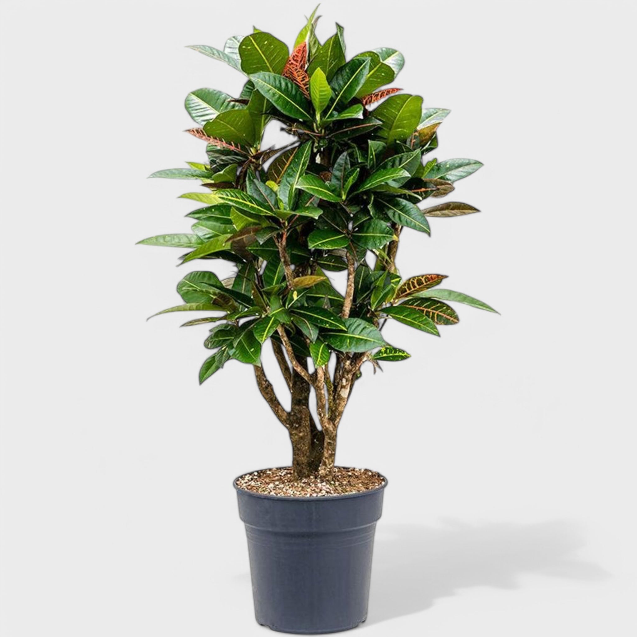 Codiaeum 'Petra' – Stor og farverig crotonplante med grønne, røde og gule blade, præsenteret i en Ø33 cm potte, højde 135-140 cm.