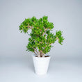 Indlæs billede i gallerivisning, Crassula ovata ‘Hobbit’ – 60-80 cm høj (Ø35 cm potte)
