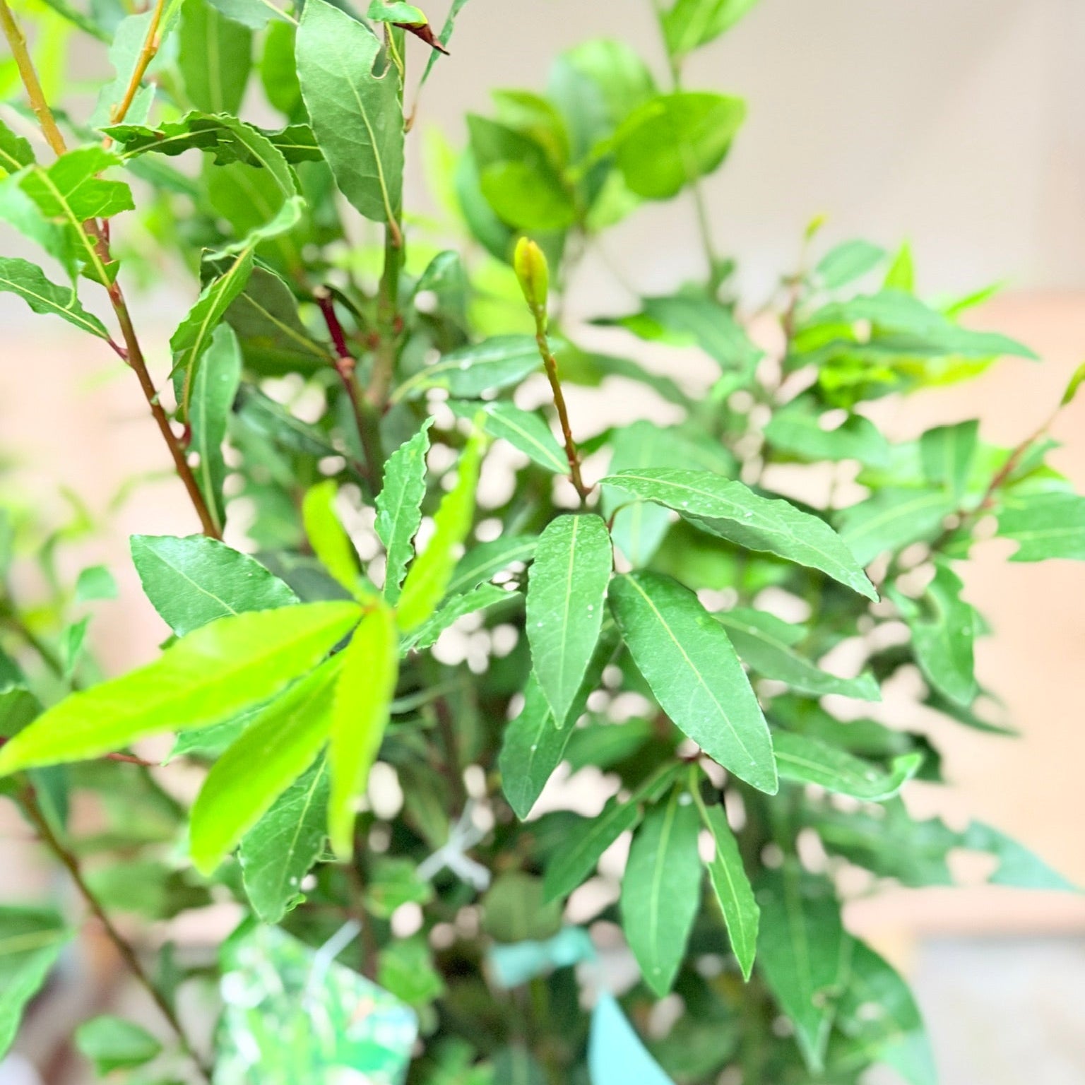 Laurbær (Laurus nobilis) – 170–180 cm høj