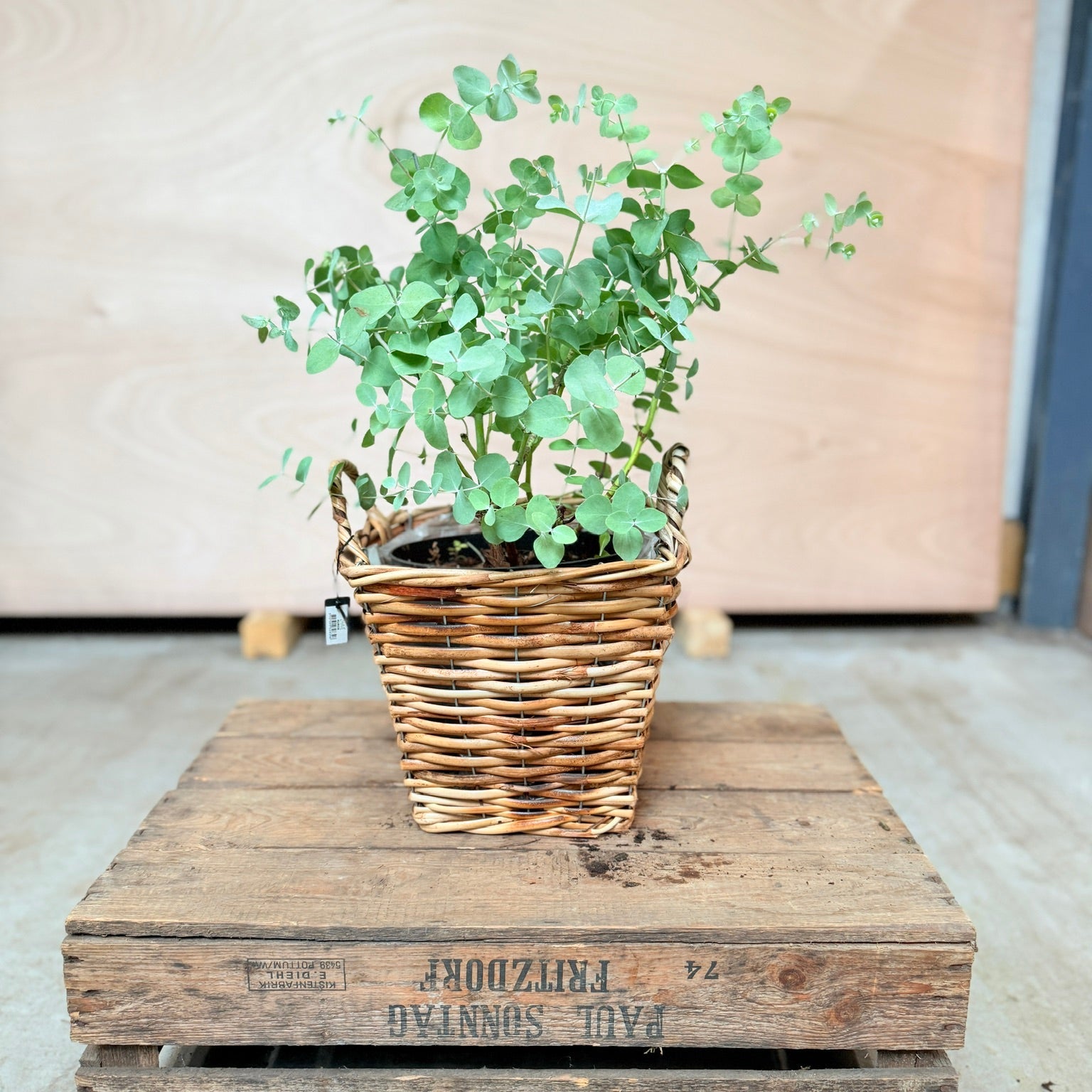 Eucalyptus i valgfri krukke – komplet tilplantet (300 kr.) TILBUD