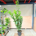 Indlæs billede i gallerivisning, Laurbær (Laurus nobilis) – 170–180 cm høj
