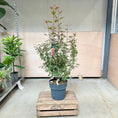 Indlæs billede i gallerivisning, Japansk Ahorn (Acer palmatum ‘Shaina’) – 130 cm høj
