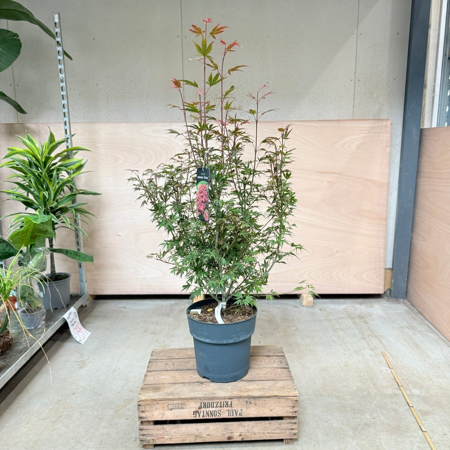 Japansk Ahorn (Acer palmatum ‘Shaina’) – 130 cm høj