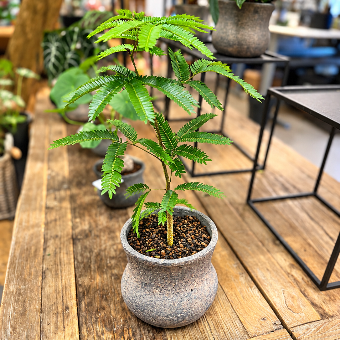 Sovetræ 40-50 cm – dekorativ grøn plante