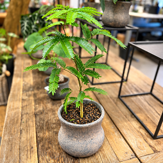 Sovetræ 40-50 cm – dekorativ grøn plante