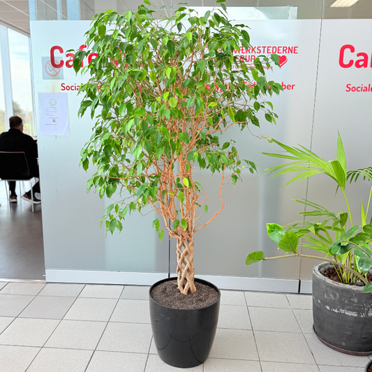 Ficus Benjamina med flettet stamme i en sort krukke, elegant og frodig second hand plante til salg. Perfekt som rumdeler eller grøn blikfanger.