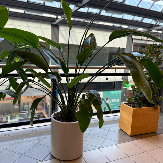 Stor Strelitzia Nicolai plante i flot lysekrukke – eksotisk second hand plante med imponerende udseende, perfekt til kontor eller hjem.
