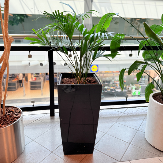 Elegant stuepalme (Chamaedorea Elegans) i en høj sort krukke, ideel som second hand plante med luftigt løv, til salg hos Decoplant.