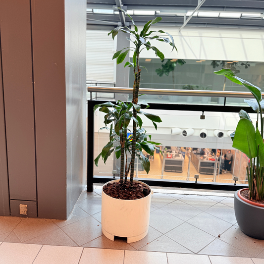 Chamaedorea Elegans stuepalme i høj sort glanskrukke, elegant og luftigt løv, til salg som second hand plante.