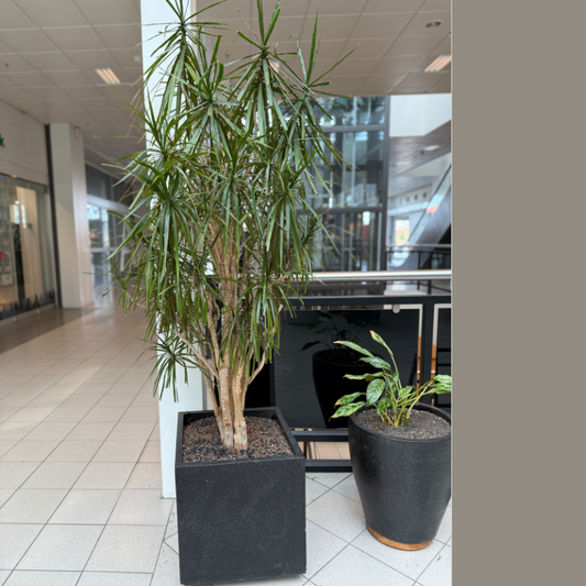 Stor Dracaena Reflexa second hand plante i kvadratisk sort krukke med eksotisk udseende og arkitektonisk præg.