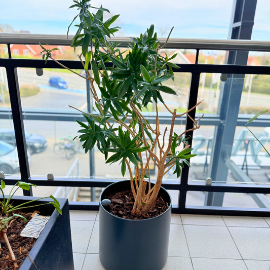 Fatsia Japonica, en unik second hand fingerplante i en mørk krukke, visende skinnende, fligede blade og en skulpturel vækst.