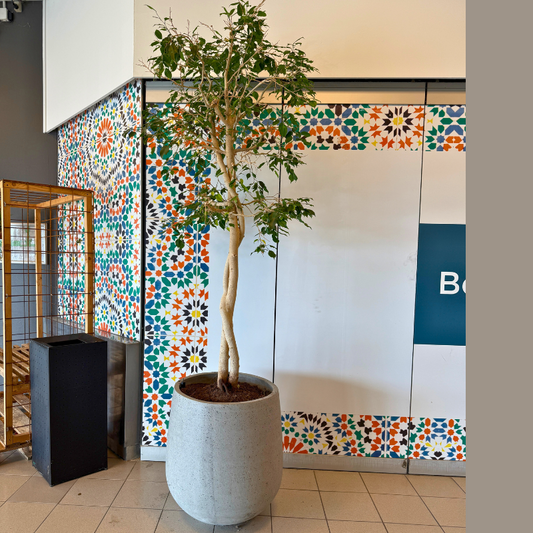 Stor Ficus Benjamina med snoet stamme i cementkrukke – second hand plante med smuk form, perfekt til indendørs miljø.