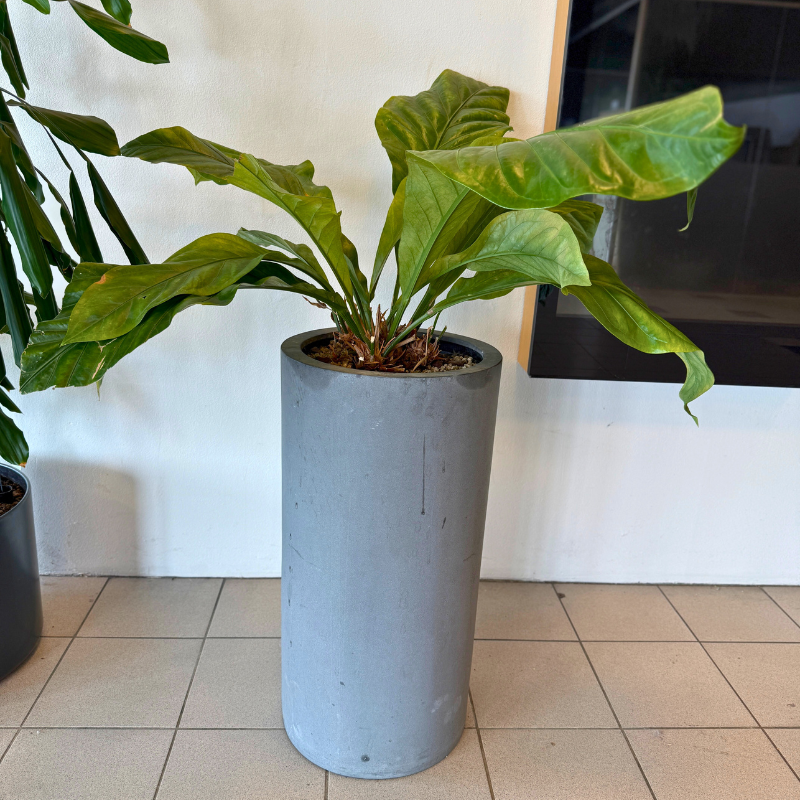 Tropisk bladplante Fatsia Japonica med store, bølgede blade i en mørk cementkrukke, perfekt til indretning og skabe liv i rummet.