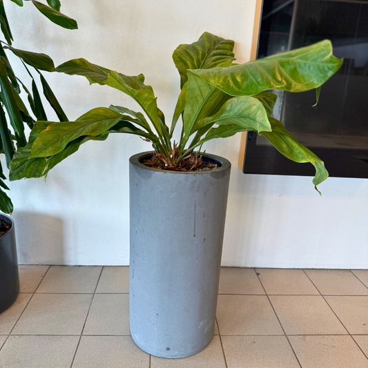 Tropisk bladplante Fatsia Japonica med store, bølgede blade i en mørk cementkrukke, perfekt til indretning og skabe liv i rummet.