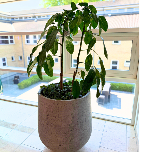 Pachira Aquatica – Pengetræ i cementkrukke ca. 160 cm høj.