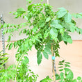 Indlæs billede i gallerivisning, Blåregn (Wisteria) – 160 cm høj
