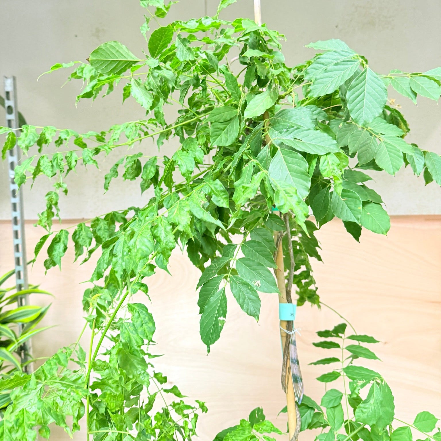 Blåregn (Wisteria) – 160 cm høj