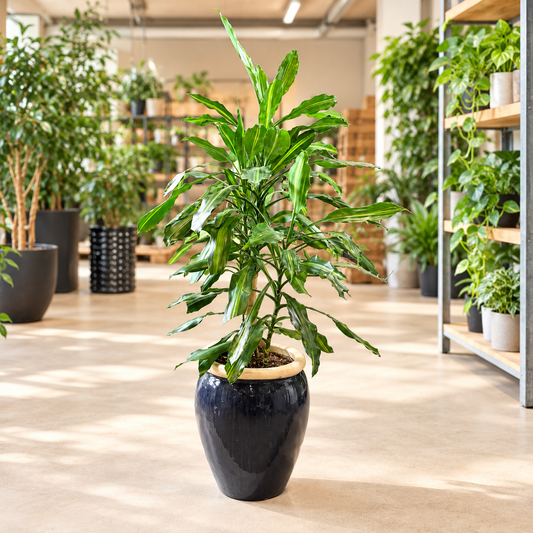 Second Hand Duftdracæna – Dracaena fragrans ca. 140 cm | Genbrugsplante