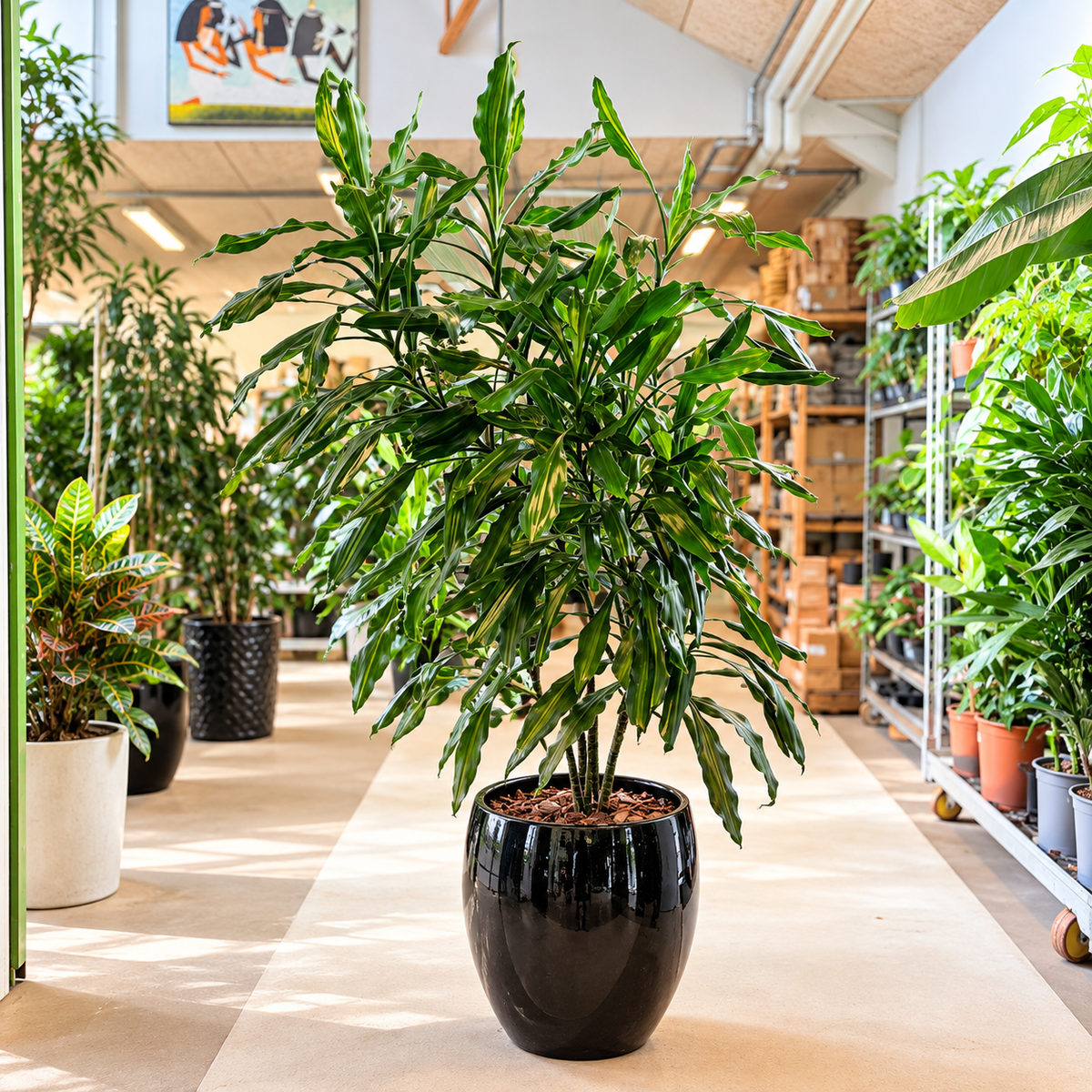 Second Hand Duftdracæna – Dracaena fragrans ca. 170 cm | Genbrugsplante