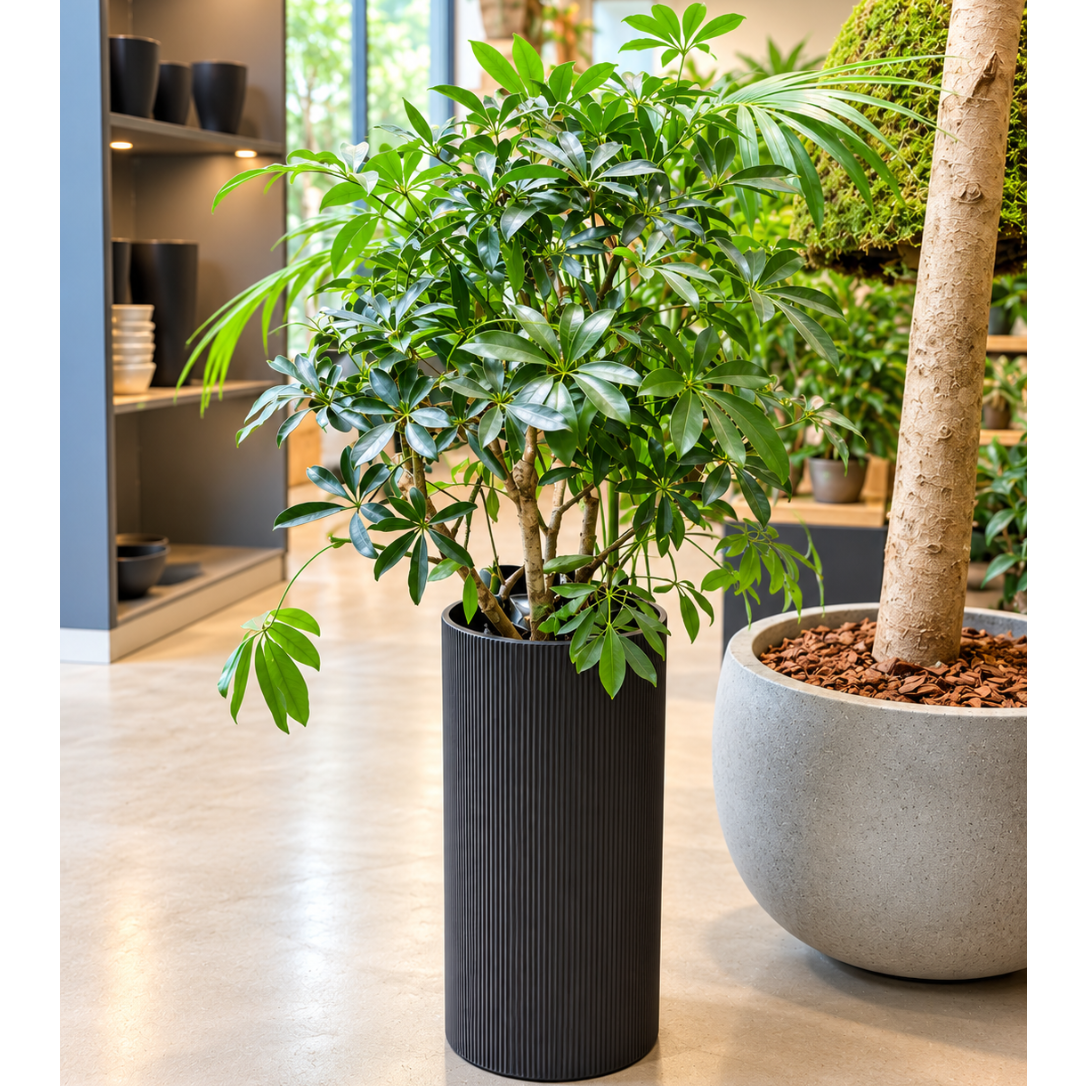 Second Hand Schefflera Arboricola ca. 130 cm | Genbrugsplante